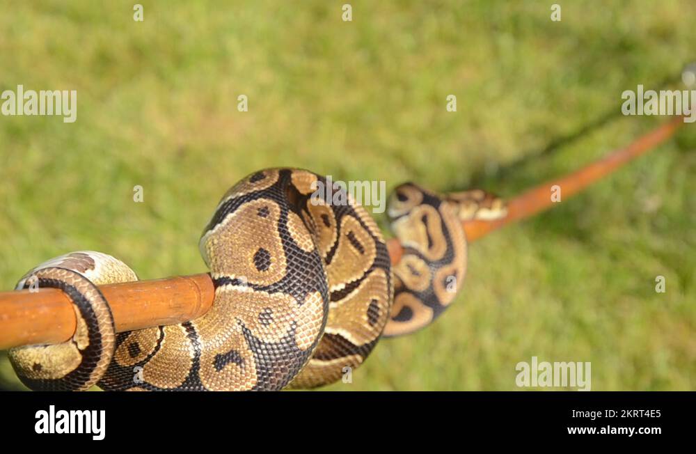 Pythons snake reptiles Stock Videos & Footage - HD and 4K Video Clips ...