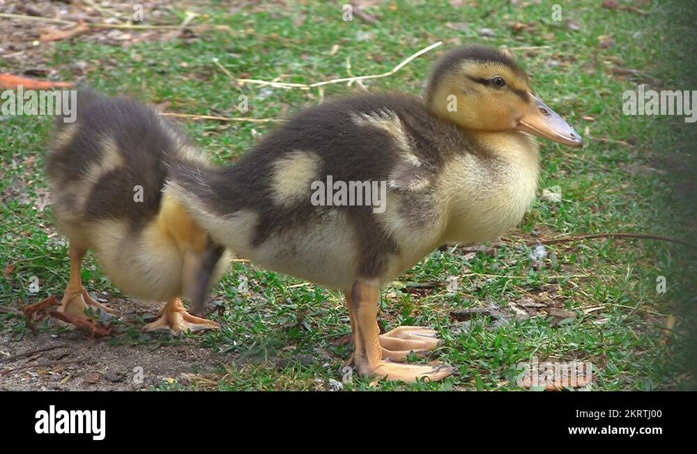Biddies Stock Videos & Footage - HD and 4K Video Clips - Alamy