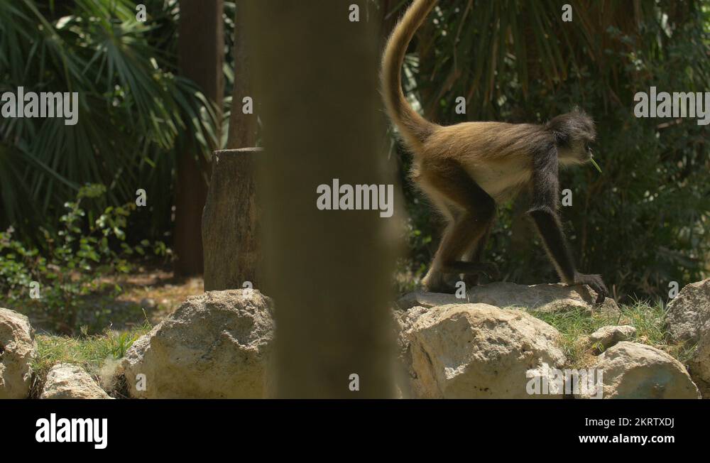 Monkey walking on rocks at the Xcaret Park Zoo, Mexico Stock Video