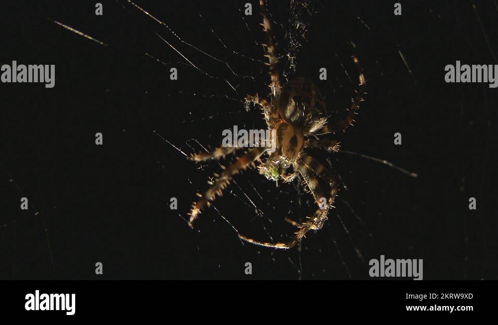 Spider eats butterfly Stock Videos & Footage HD and 4K Video Clips