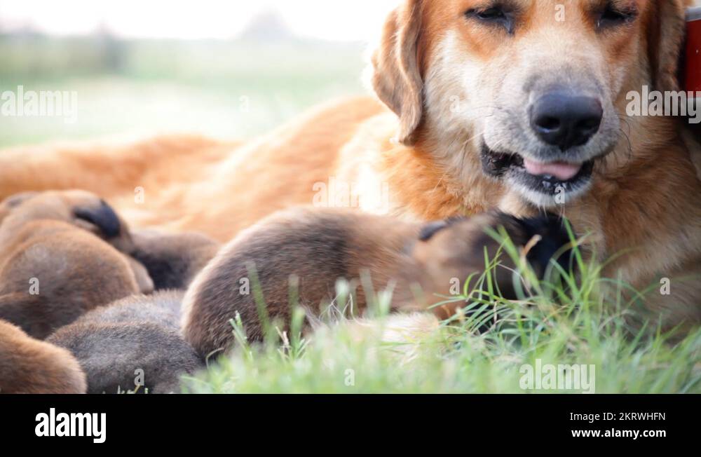 Nursing dog Stock Videos & Footage HD and 4K Video Clips Alamy