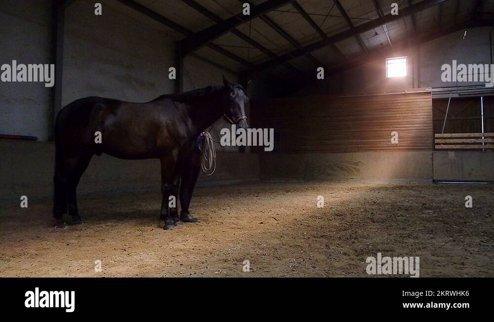 rider pulling horse in riding hall Stock Video Footage Alamy