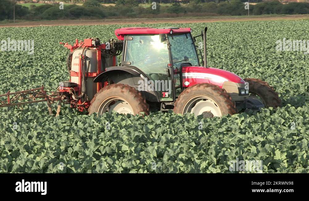 South africa farming vegetables Stock Videos & Footage HD and 4K