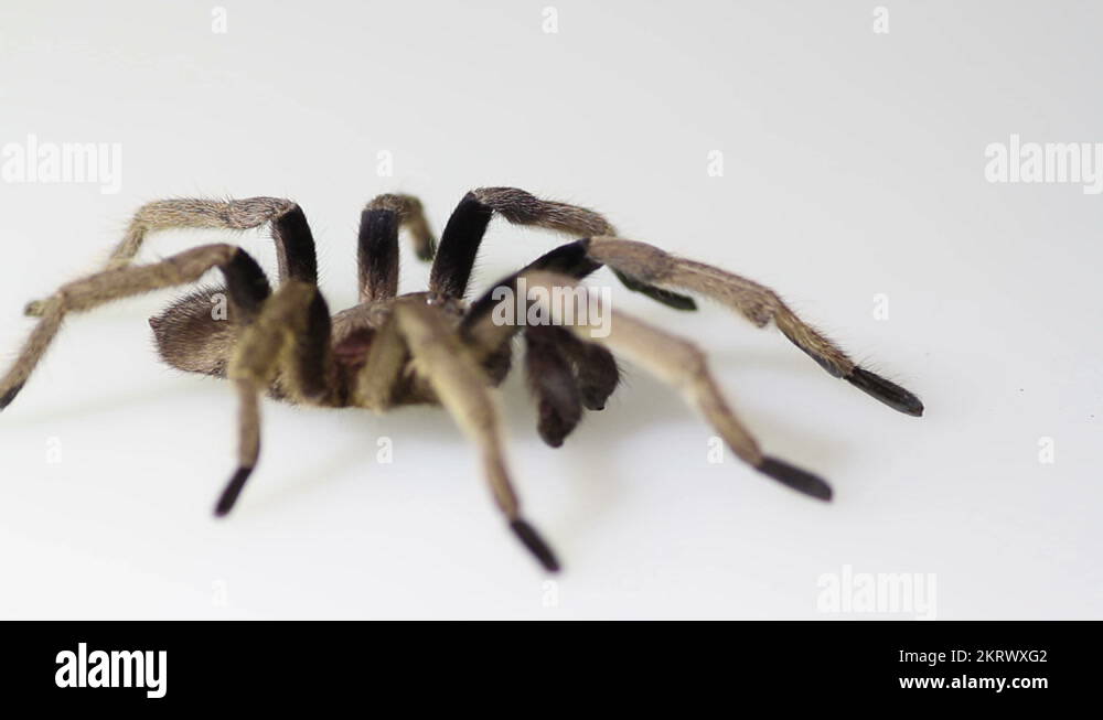Thailand Golden Fringed tarantula male adult on white background Stock