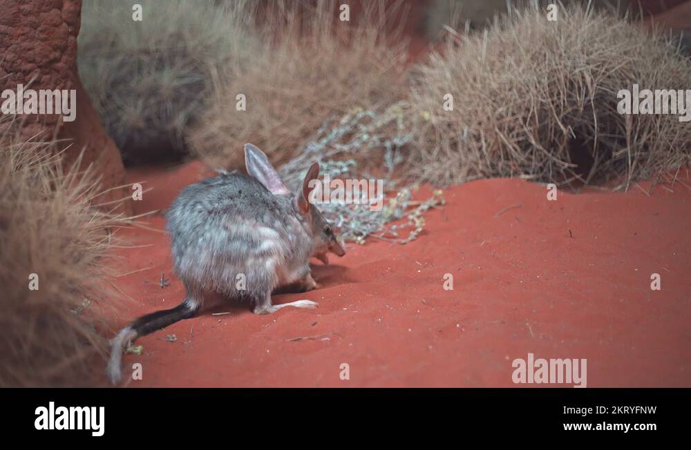 Australian burrowing marsupial Stock Videos Footage HD and 4K Video Australian burrowing marsupial Stock Videos Footage HD and 4K Video