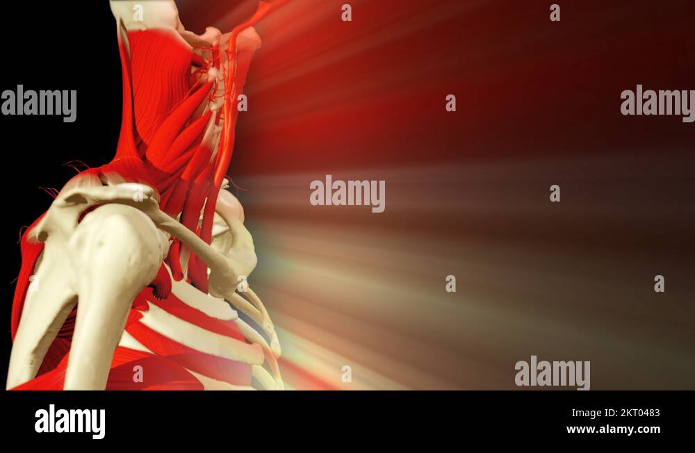 3D animation illustrating the human anatomy Stock Video Footage - Alamy