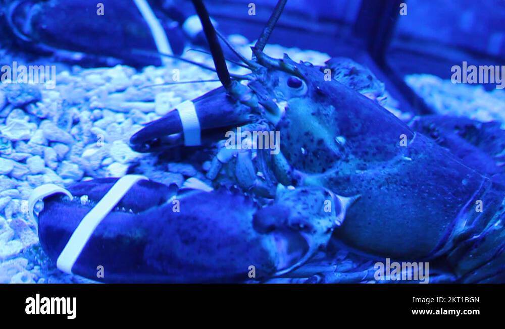 Lobster Stock Video Footage Alamy