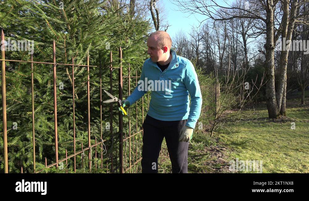 Tree hedge Stock Videos & Footage HD and 4K Video Clips Alamy