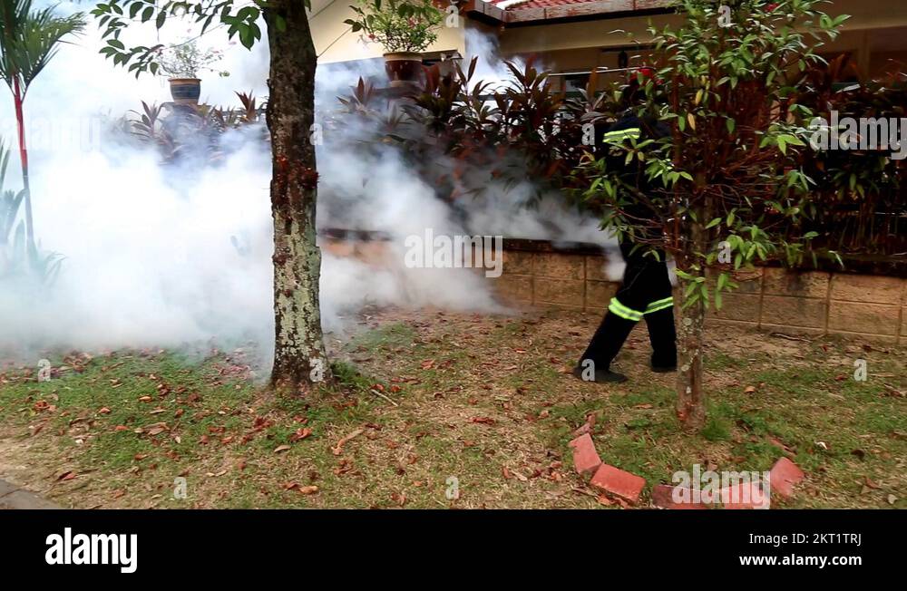 Aedes mosquitoes Stock Videos & Footage HD and 4K Video Clips Alamy