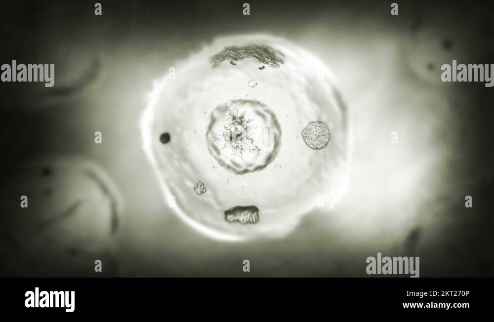 Stages of mitosis. Loopable. Biology background. Black and white Stock ...