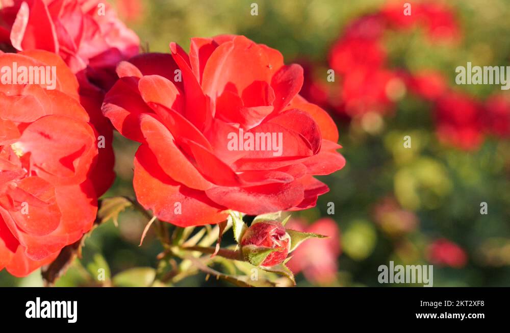 Red rose flower bud outdoor natural closeup 4K 2160p UltraHD footage