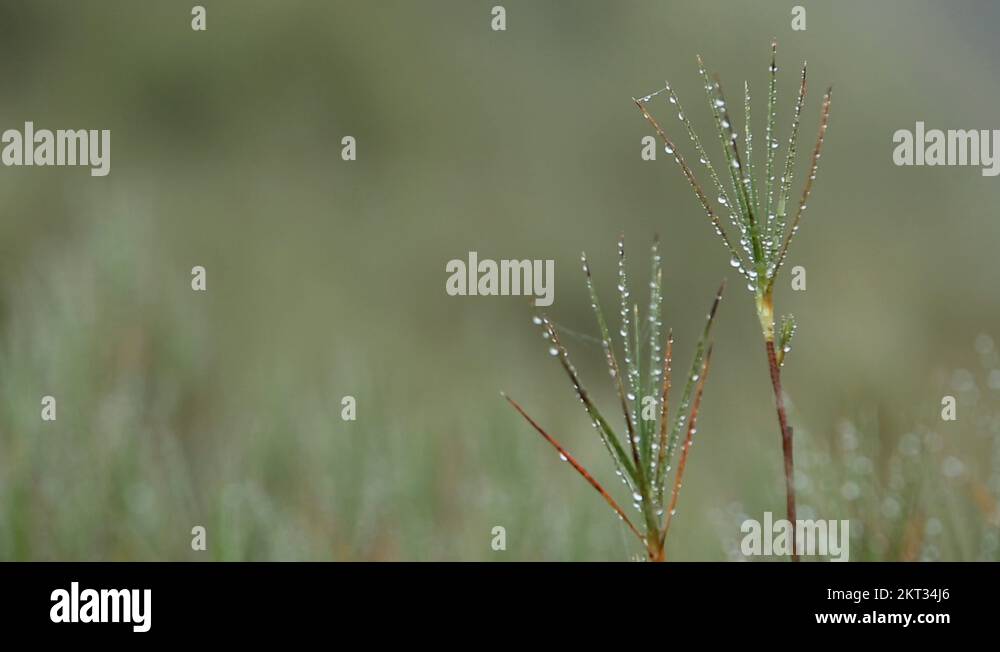 Raindropsonleaves Stock Videos & Footage HD and 4K Video Clips Alamy