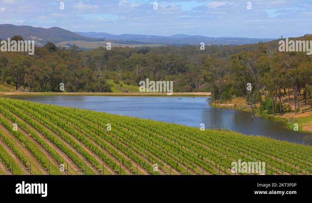 Grapes of australia Stock Videos & Footage HD and 4K Video Clips Alamy