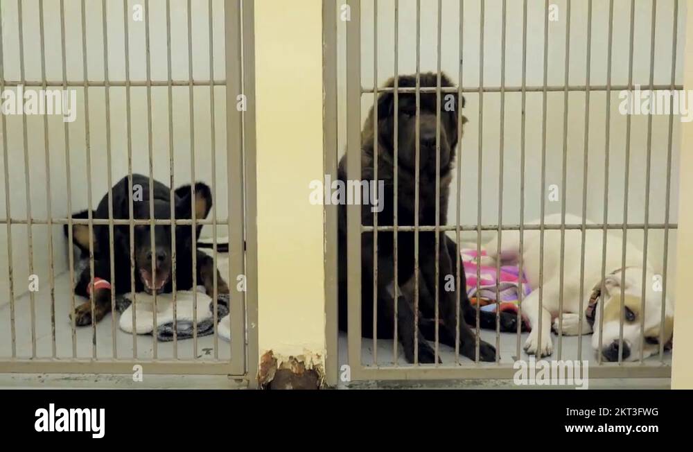 Dog locked in the kennel Stock Videos & Footage HD and 4K Video Clips
