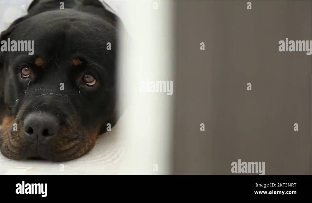 dog with plastic cone around his neck in vet Stock Video Footage Alamy