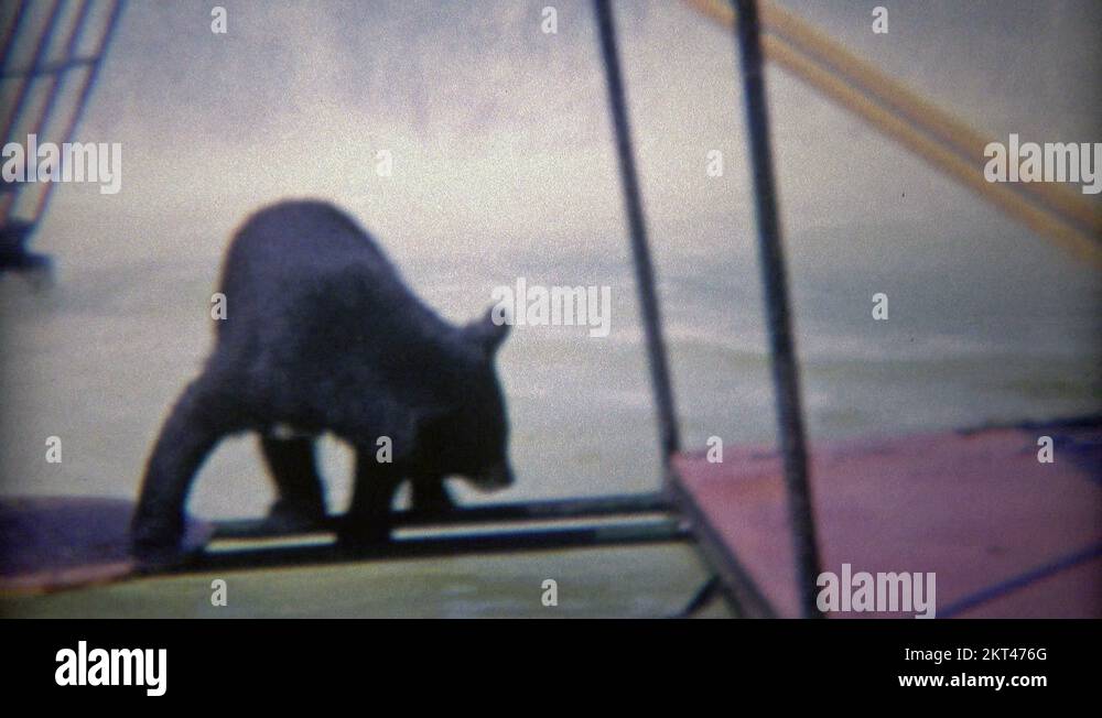 Black bears habitat Stock Videos & Footage - HD and 4K Video Clips - Alamy