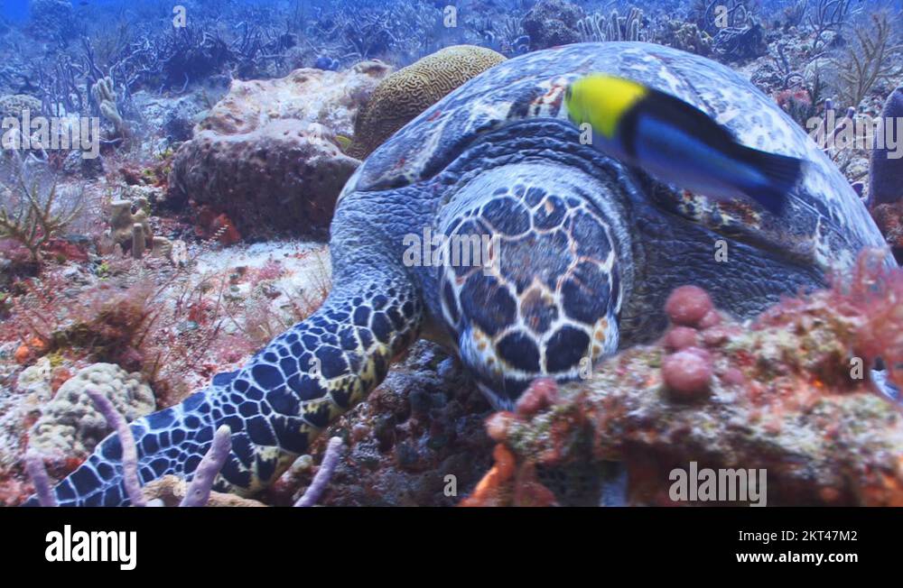 Sponge feeding Stock Videos & Footage HD and 4K Video Clips Alamy