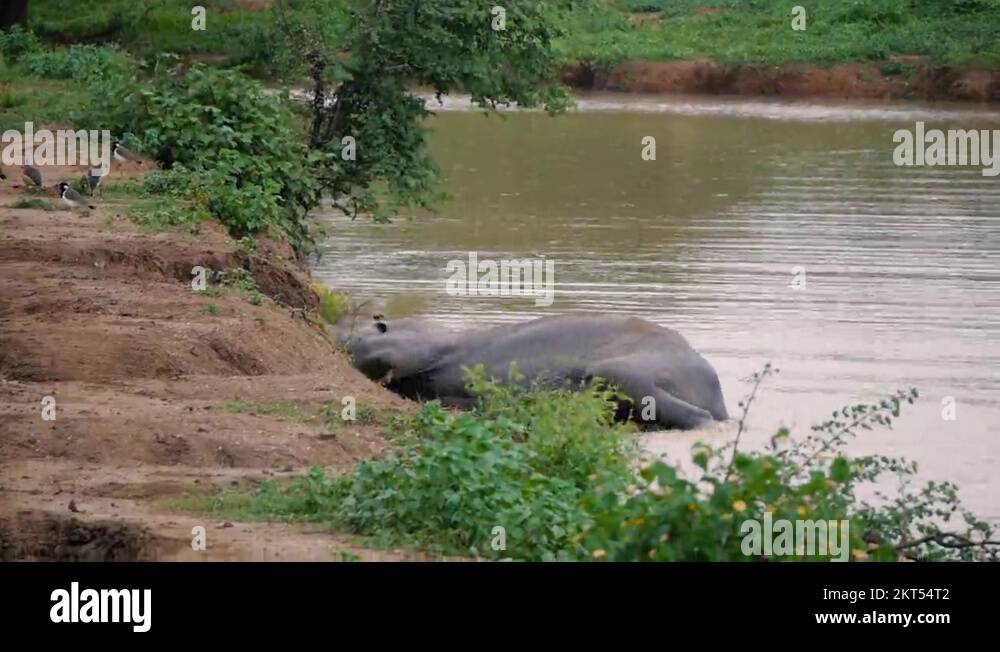 Elephants take a bath in Kwaenoi river. Sri lanka national park Stock