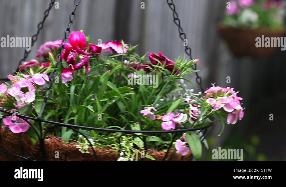 Hanging baskets Stock Videos & Footage HD and 4K Video Clips Alamy