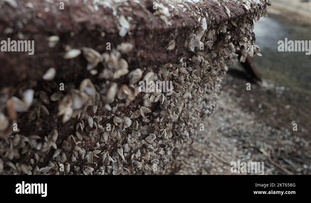 Boat shells Stock Videos & Footage HD and 4K Video Clips Alamy