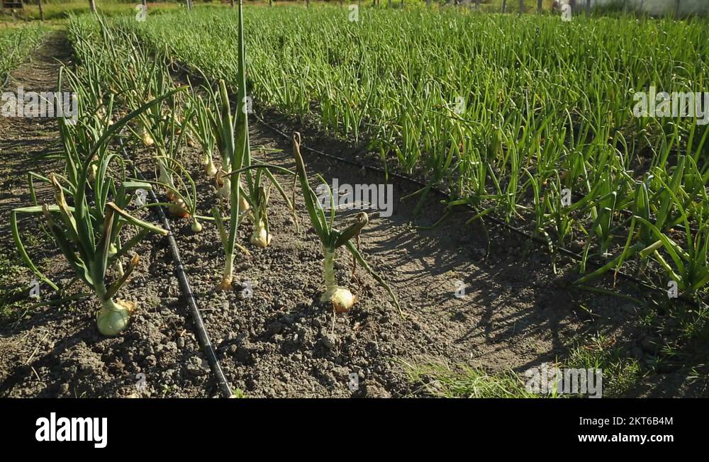 Onion ready for harvest Stock Videos & Footage HD and 4K Video Clips