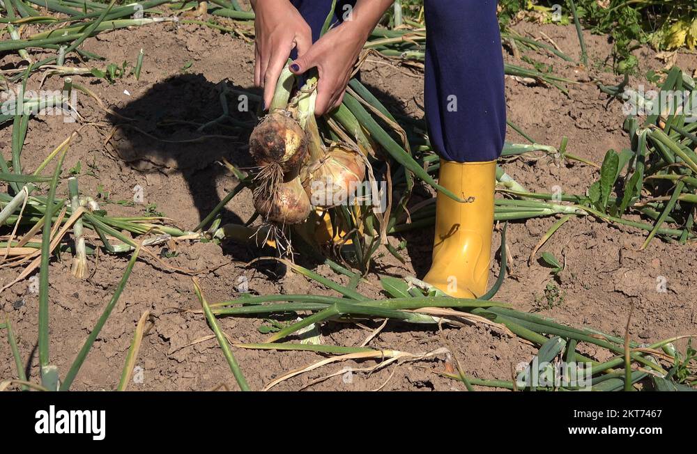 Female farmer hands harvest ripe big onion vegetable heads in garden