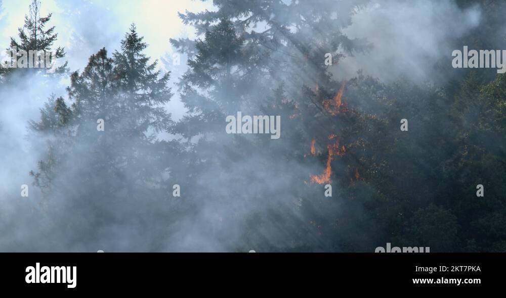 Smoke partially hiding a single tree burning among firethreatened tall