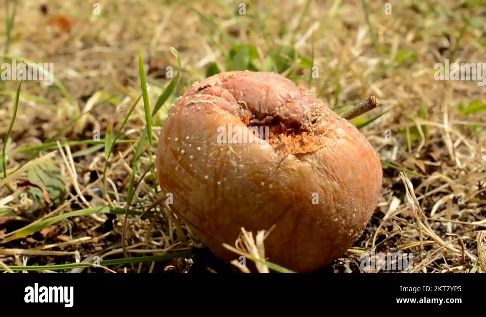 Rotten grass Stock Videos & Footage HD and 4K Video Clips Alamy