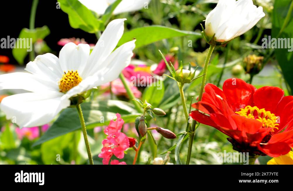 Types of garden flowers Stock Videos & Footage - HD and 4K Video Clips ...