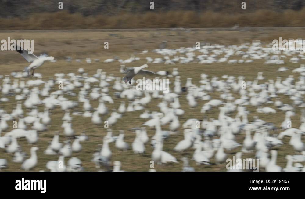 Ross goose canada Stock Videos & Footage - HD and 4K Video Clips - Alamy