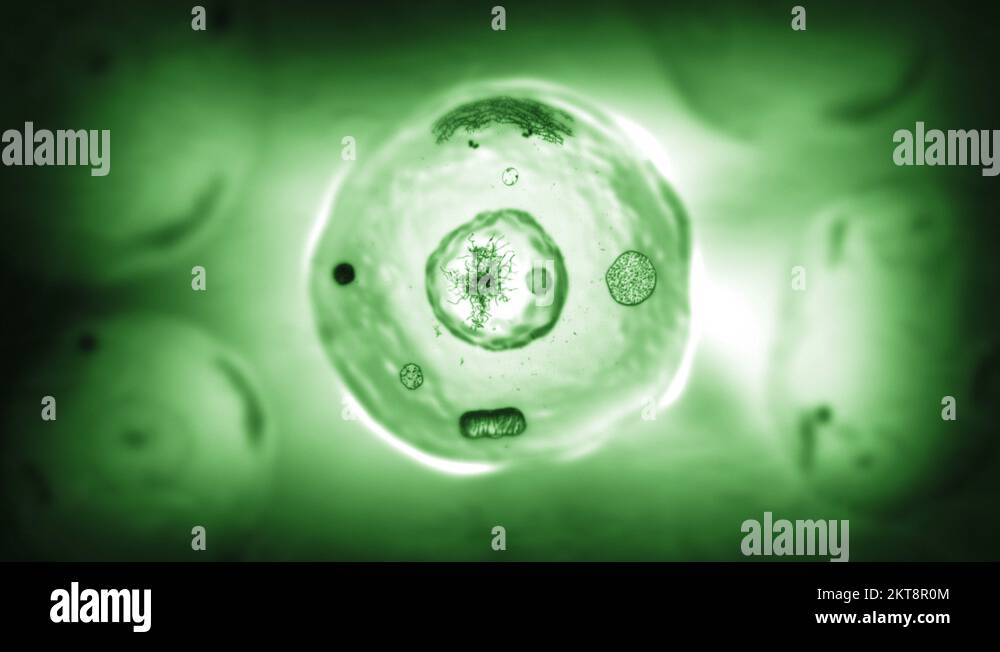 Stages of mitosis. Biology background. Green. More options in my ...
