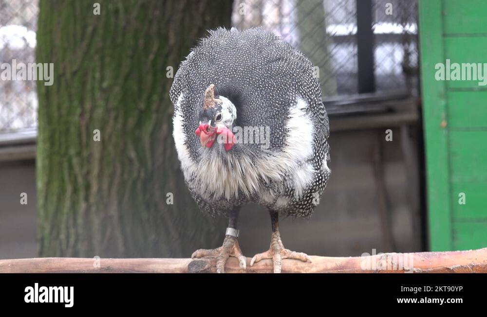 Wild turkey bird sitting on branch, captive behind bars in zoo Stock