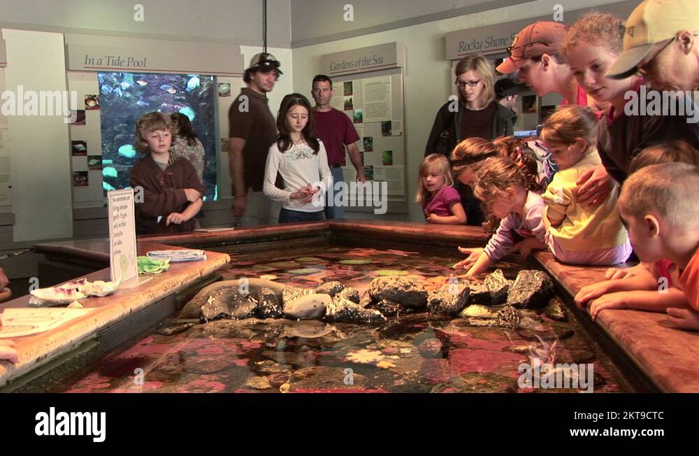 Aquarium Touchpool Visitors touch marine life at touch pool Stock