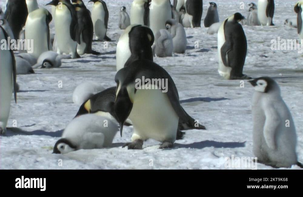 Penguin lying down Stock Videos & Footage - HD and 4K Video Clips - Alamy