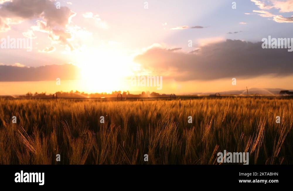 Montana agriculture Stock Videos & Footage HD and 4K Video Clips Alamy