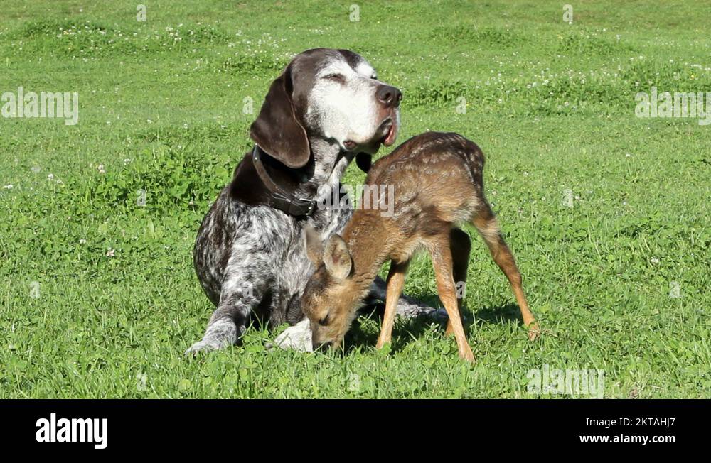 Morning Pregnant Hound And Fawn Grass Eaters Study preview