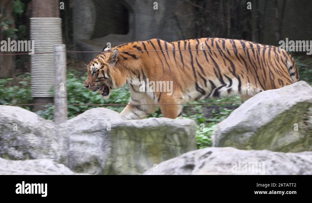tiger walking back and forth, chiangmai zoo , thailand Stock Video