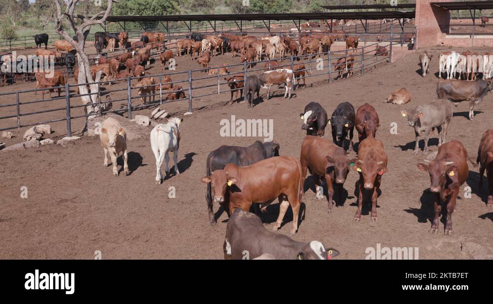 Cattle feedlot africa Stock Videos & Footage HD and 4K Video Clips