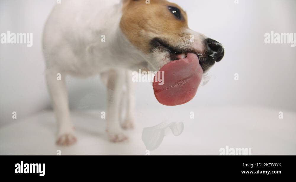 Jack Russell dog licking screen 4k Stock Video Footage Alamy