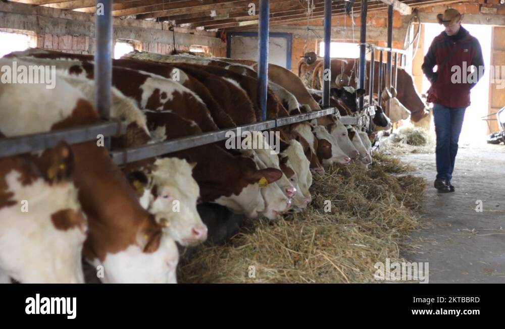Cowboy Farmer Dairy cows Simmental cattle eat hay Stock Video Footage