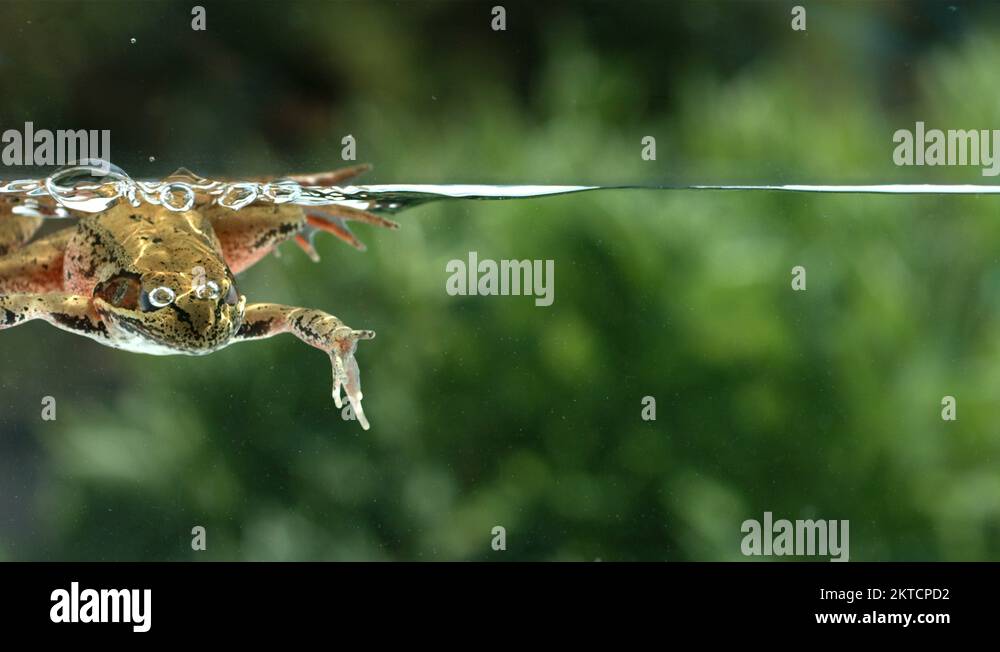 Frog swimming Stock Videos & Footage HD and 4K Video Clips Alamy