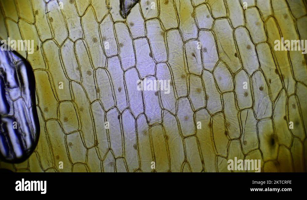 Mitosis. Epithelial Cells Onion Skin Stock Video Footage Alamy