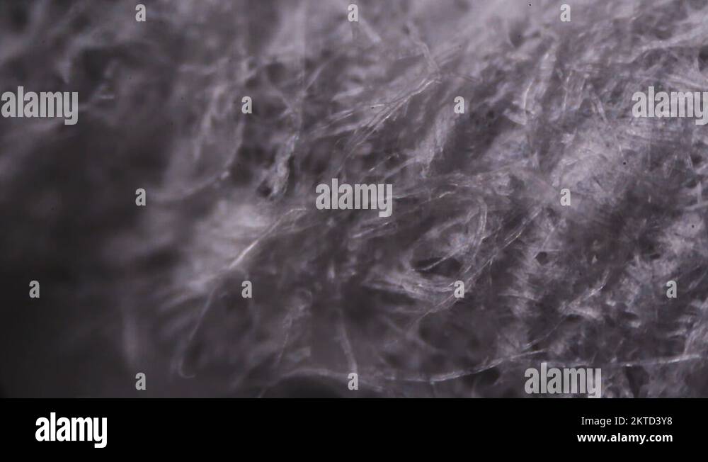 Tissue paper fibers under the microscope Stock Video Footage Alamy