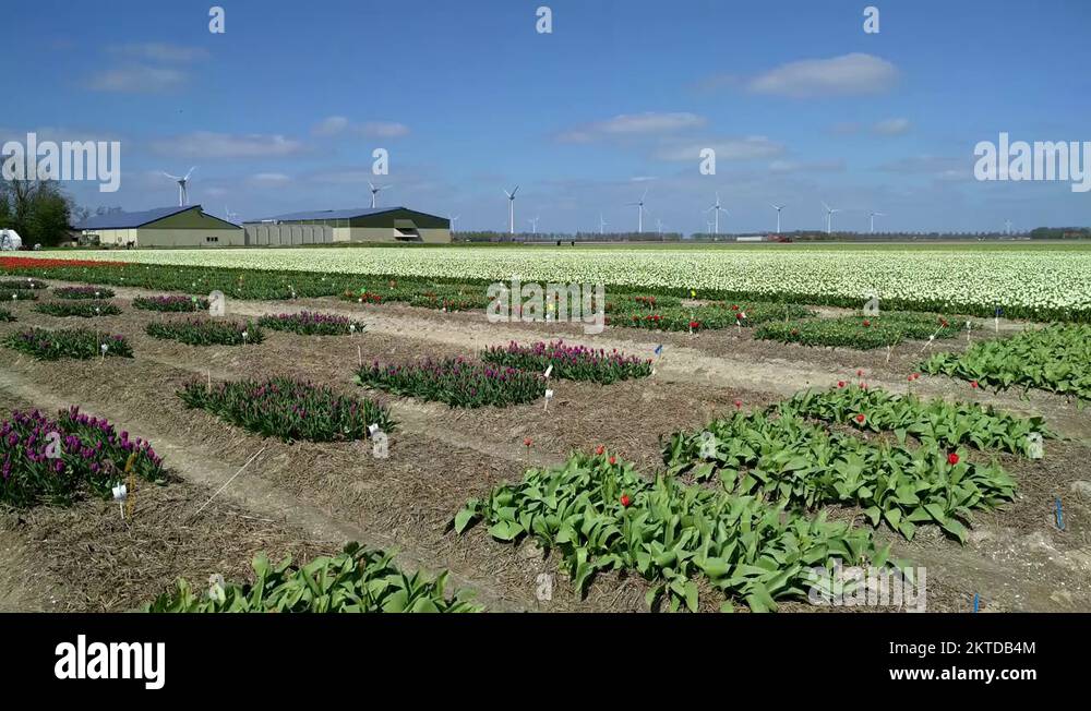 Dutch bulb cultivation Stock Videos & Footage HD and 4K Video Clips