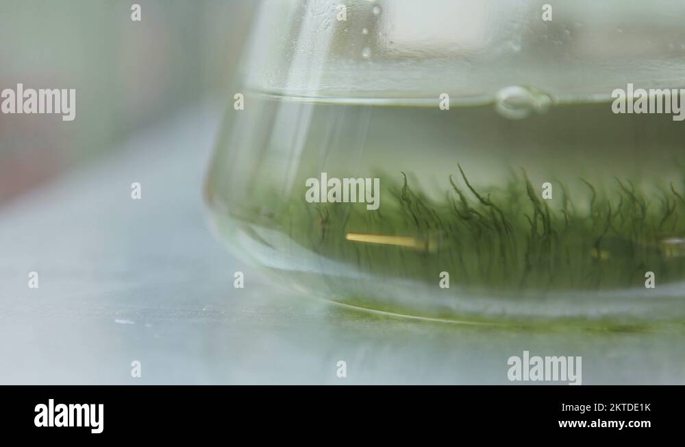 Algae growth in vitro testtube Stock Video Footage Alamy