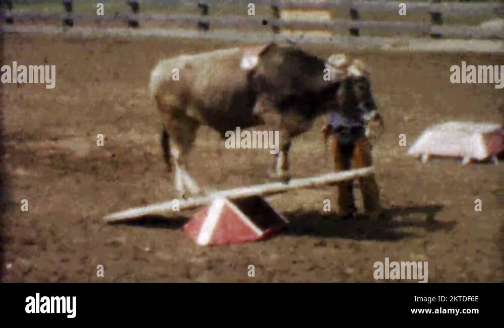 1955: Rodeo cow balancing on seesaw cowboy rides focused animal Stock ...