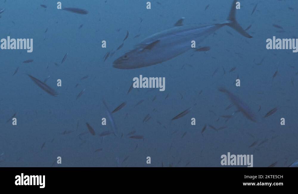 Tuna and sardines Stock Videos & Footage HD and 4K Video Clips Alamy