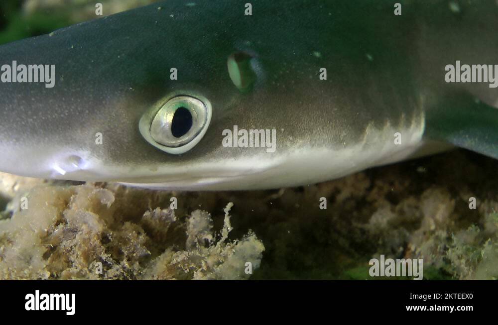 Eye and gills of shark Piked dogfish (Squalus acanthias Stock Video