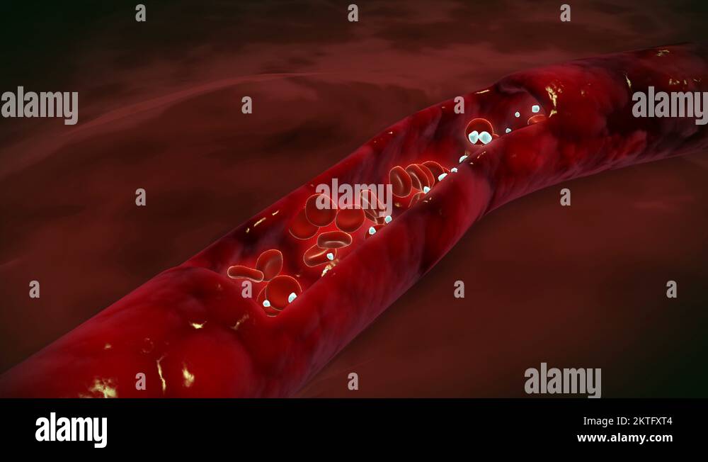 Cutaway view of red and white blood cells inside bloodstream Stock