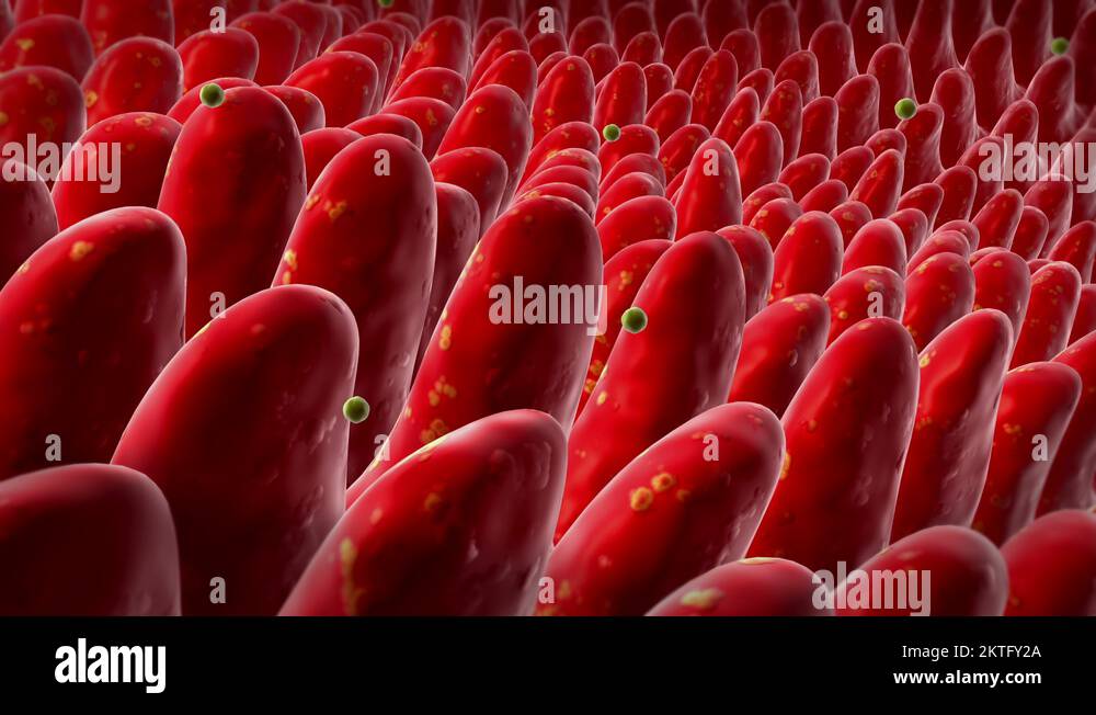 Histology intestinal villi Stock Videos & Footage HD and 4K Video Clips Alamy